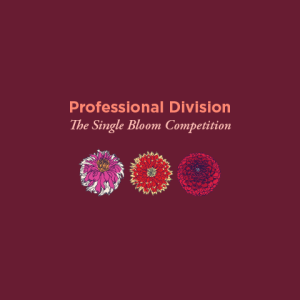 Professional Division